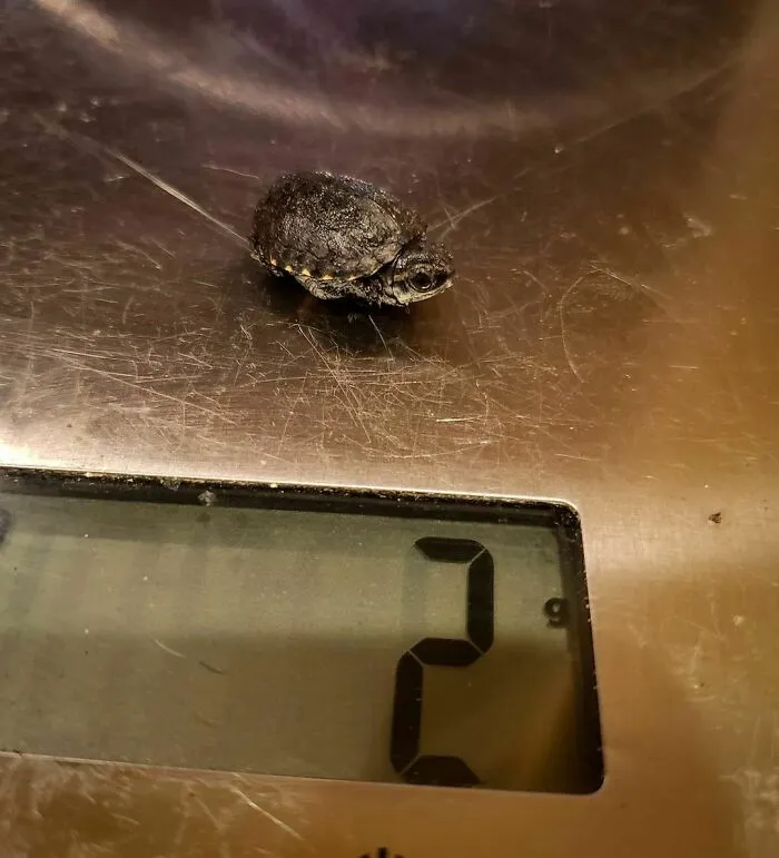 Este chiquitín solo pesa 2 gramos