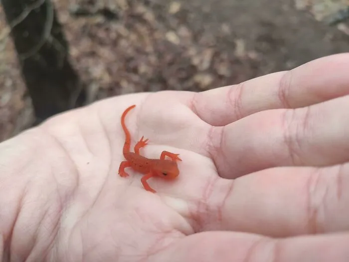 Encontré a este simpático tipo mientras hacía senderismo en Carolina del Norte, ¿alguna idea de qué tipo de lagarto es?