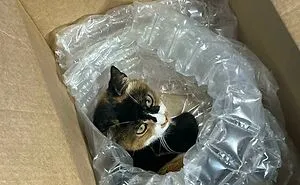 50 Times Cats Did Such Hilarious And Weird Things, Their Owners Just Had To Share The Pics Online (New Pics)