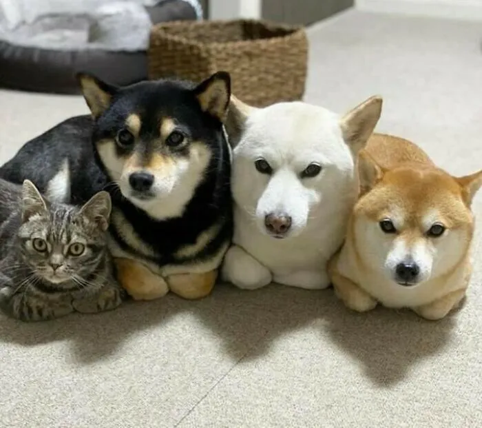Uno no es un perro