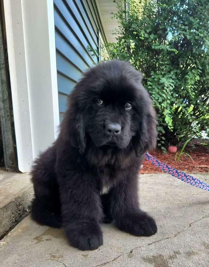 Fluffy black puppy sitting outside near a house, showcasing one of the cutest dogs ever seen at the gates of heaven.