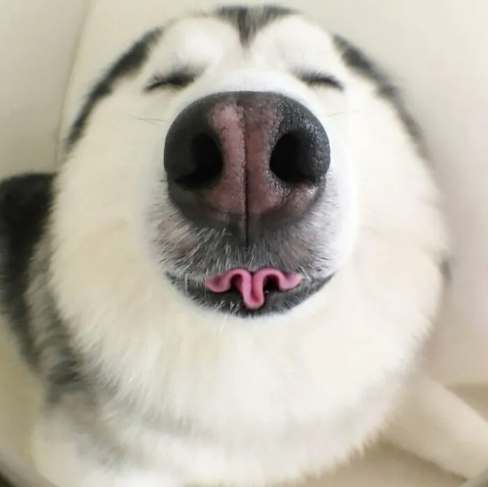 Este husky sabe hacer trucos con la lengua