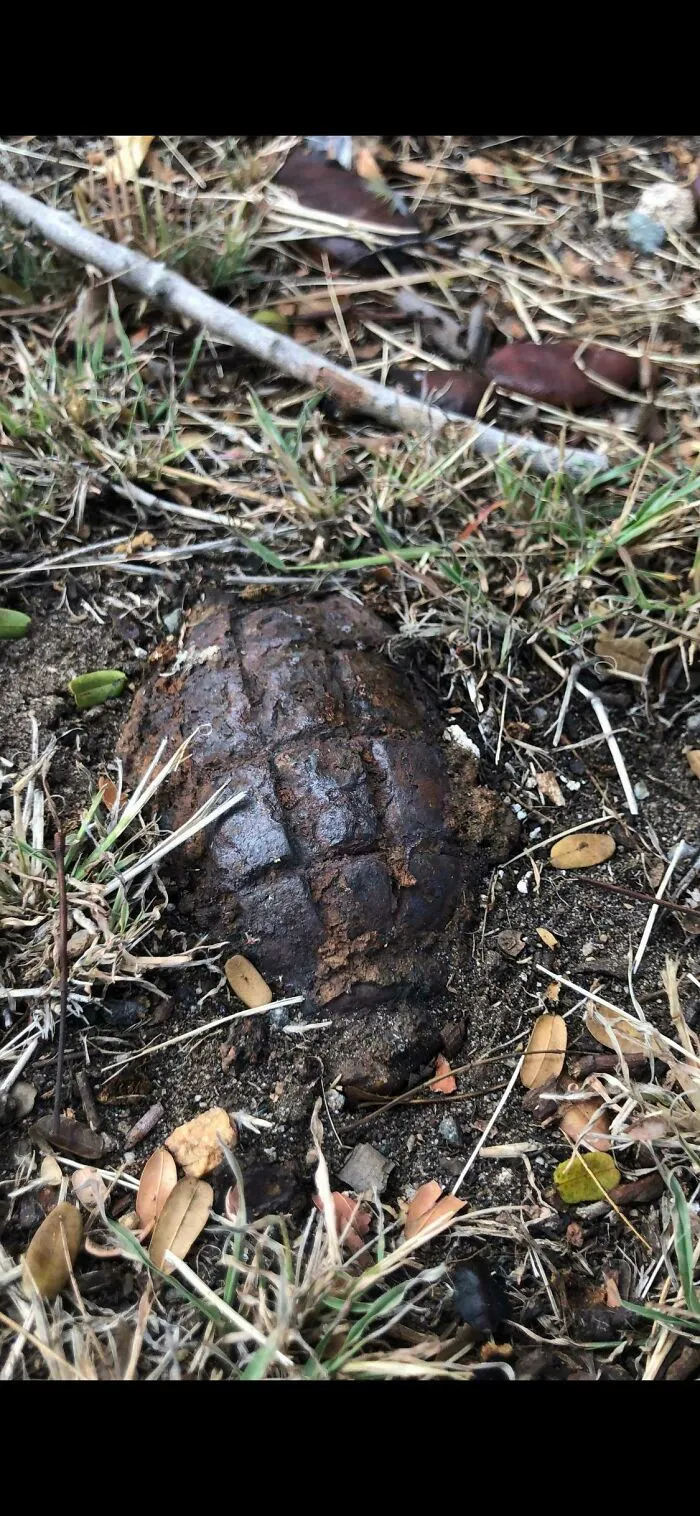 Encontrado por un amigo en su patio - Brisbane Australia