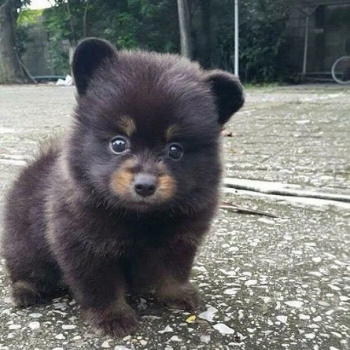 Osezno o cachorro
