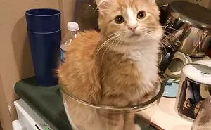 50 Times Cats Were So Adorable, People Just Had To Share Pics Online