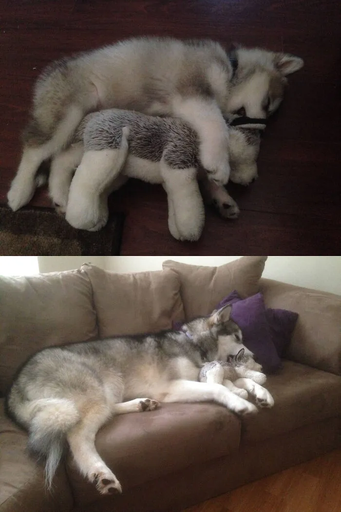 She Destroyed All The Stuffed Animals Except For This One