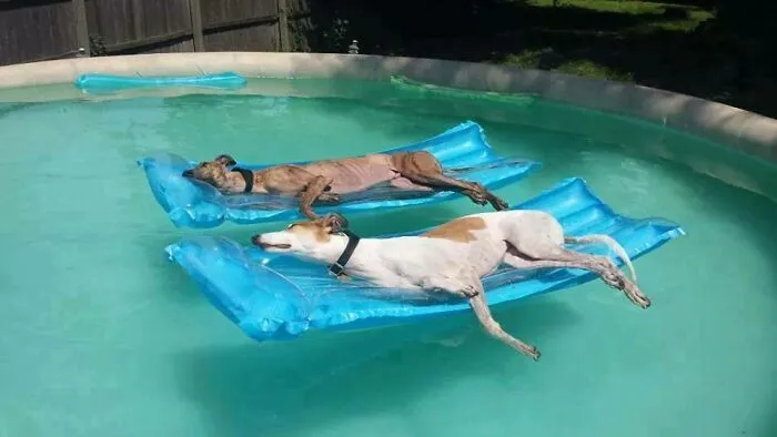 Un grupo de rescate de galgos publicó esta foto con el pie de foto "atletas jubilados"