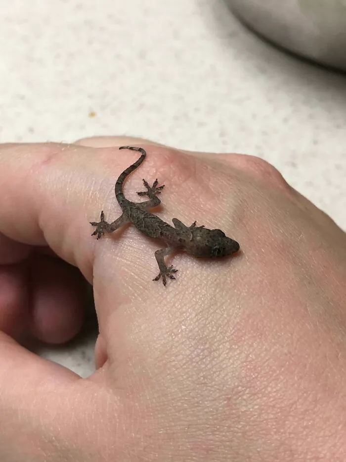 What Kind Of Lizard Is This? It Refuses To Leave My Hand And I’m Not Sure How To Help It (I Live In Central Florida)