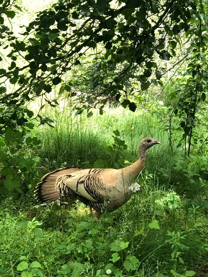 Sé que es un pavo, pero nunca he visto uno de este color. Al Oeste de Carolina de Norte