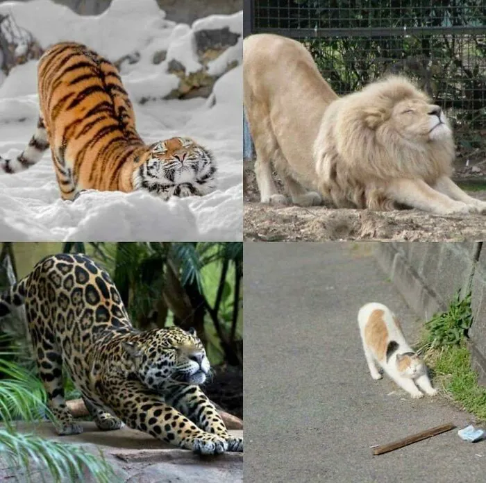 Felinos estirándose