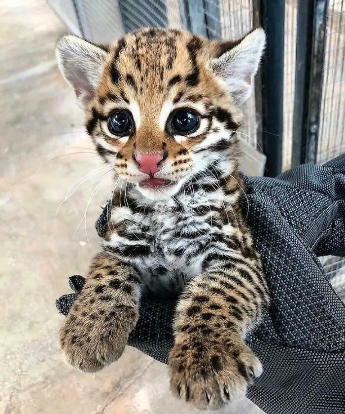 Cachorro de ocelote