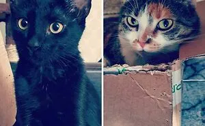Hey Pandas, Show A Pic Of Your Rescued Or Adopted Pet (Closed)