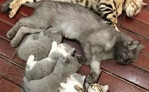 50 Times Cats Were So Adorable, People Just Had To Share Pics Online