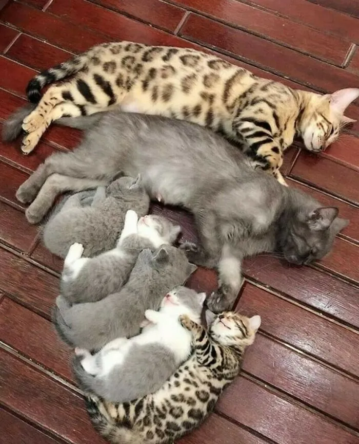 Familia
