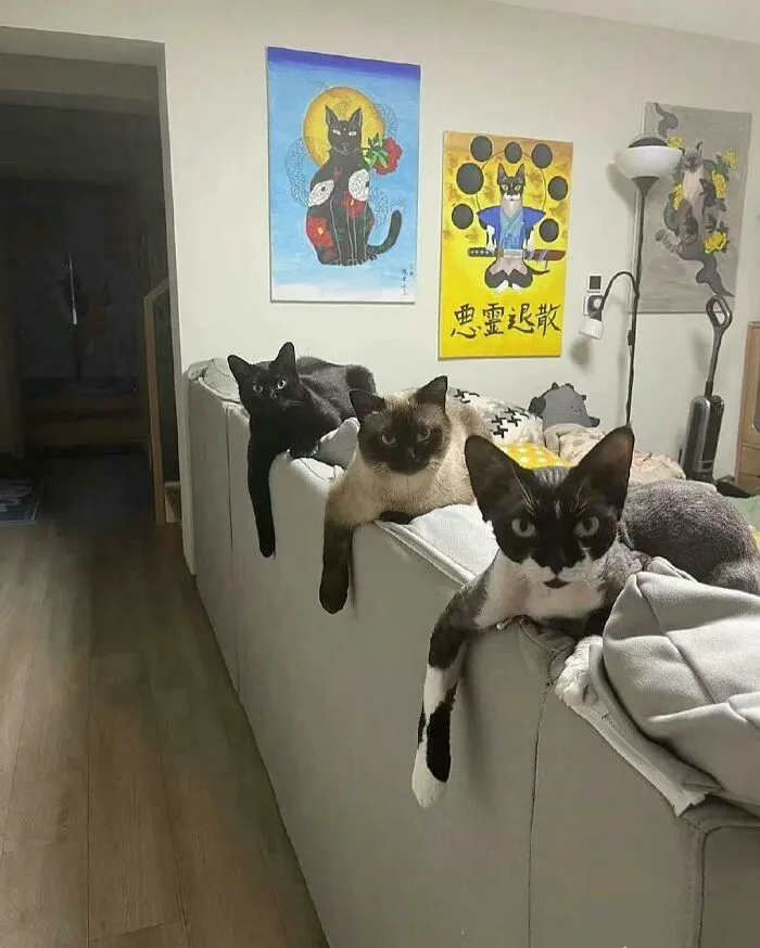 The Council Has Decided Your Fate