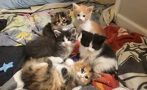 50 Times Cats Were So Adorable, People Just Had To Share Pics Online