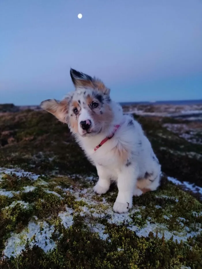 Cute fluffy dog sitting on mossy ground outdoors under a clear sky, showcasing one of the cutest dogs ever in nature.