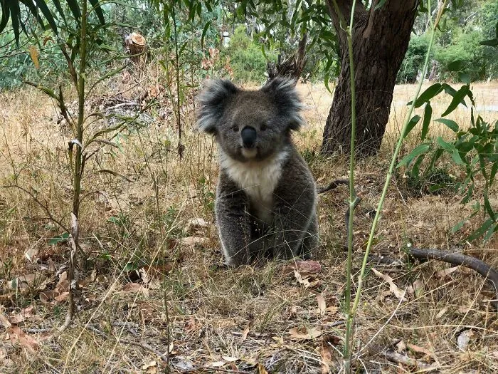 The Most Perfect Koala. I Will Never Get Over Living In A Country Where You Can Just Stumble Across This On A Walk Ten Minutes From The City