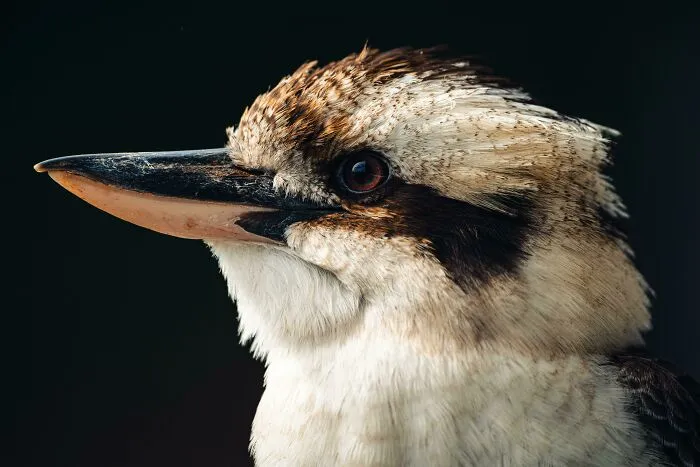 Best Photo Of A Kookaburra Ive Taken Yet!