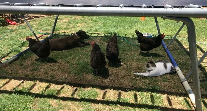 Summer In Australia