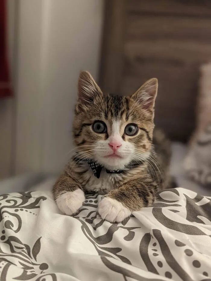 ¡Adoptamos al hombrecito más dulce! ¡Bienvenido a la familia, Gus!