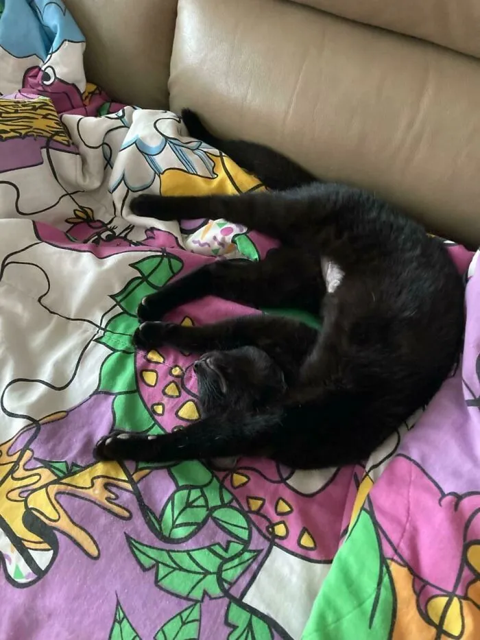 La gente siempre me pregunta por qué soy voluntaria en un refugio de gatos. Es por fotos como esta. Esta es Réglisse, recientemente adoptada, en su hogar definitivo. Verla relajada y sonriente merece la pena todo el trabajo