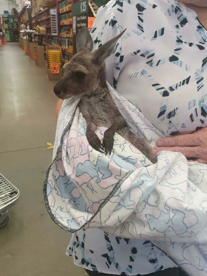 Things You Don't Get In Other Countries - Handraised Joeys In The Line At Bunnings
