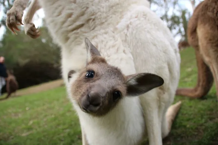 Look At This Cute Joey Inspecting The Camera Lens. I Also Took This Picture In The Gorge Wildlife Park