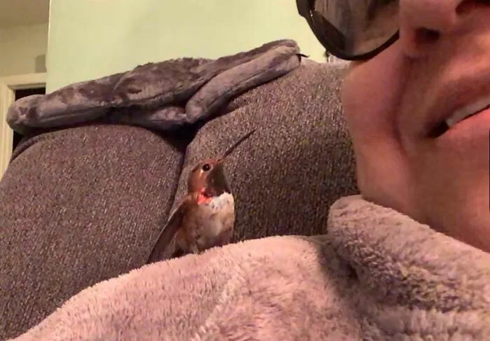 Mi tía rescató a un colibrí y ahora no quiere irse