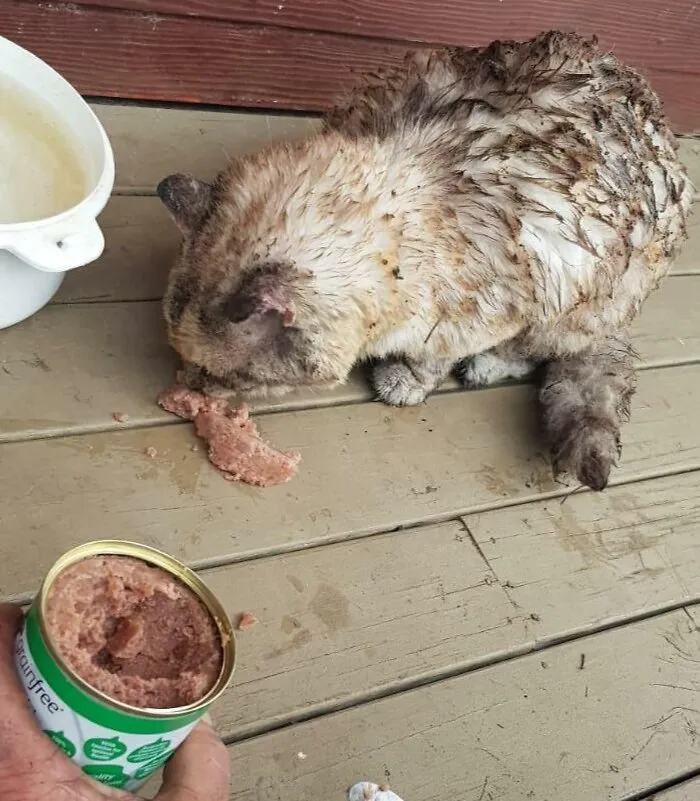 Our Cat Came Home After Missing In The Fires For 7 Nights. She’s Burnt But Should Live. We Thought Her Lost When The Fire Consumed Most Of Our Property. Best Feeling Ever To Walk Out And See Her Alive