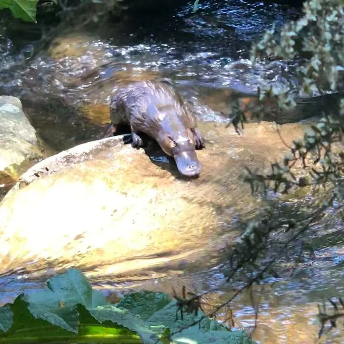 I've Seen My First Platypus! Hobart, Tasmania