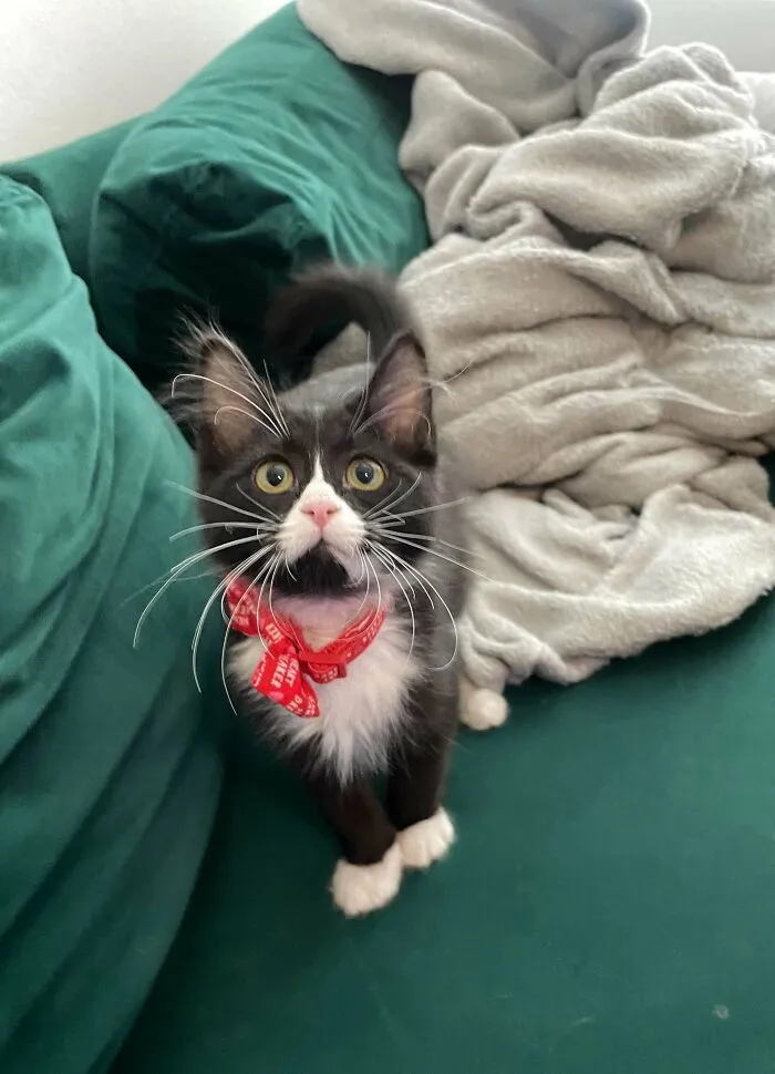 Recently Adopted This Cutie, Her Name Is Mandy! I’m A Little Concerned Tho, She Has The Worst Gas I’ve Ever Smelt In My Life. When Petting Her I’ll Suddenly Get A God Awful Whiff, They Are Always Silent. I Switched Her Food A Few Days Ago & It’s Still Happening. Should I Be Concerned?