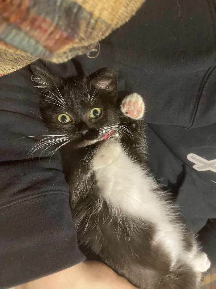 Mi novio y la pequeña rescatada Ava- Ha alcanzado oficialmente el estatus de gata de interior