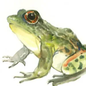 Froggii