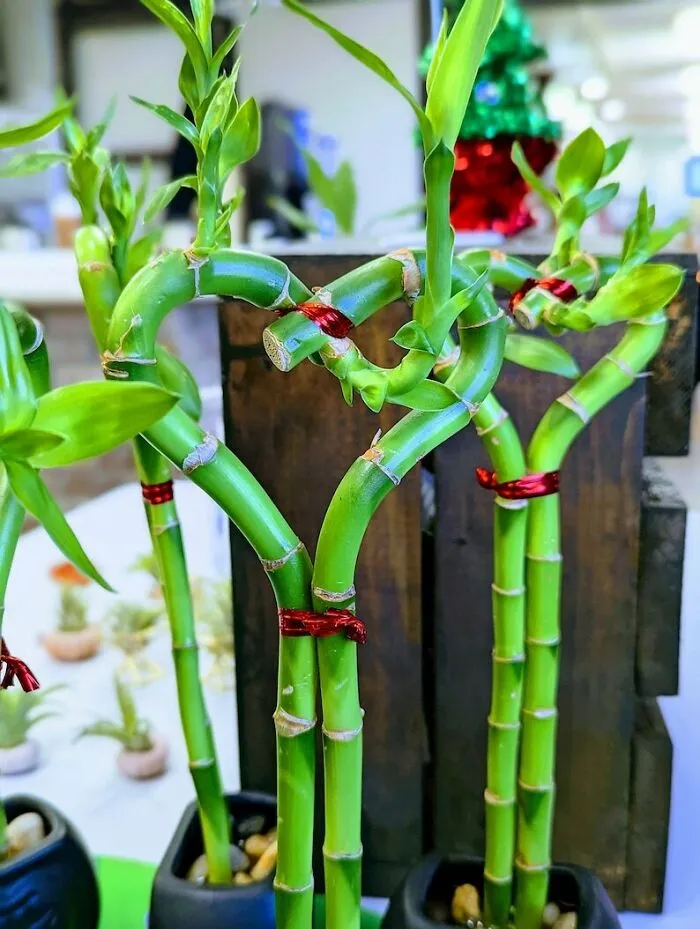 Lucky bamboo arranged in heart shapes, symbolizing love and affection, perfect for Valentine's Day gifts.