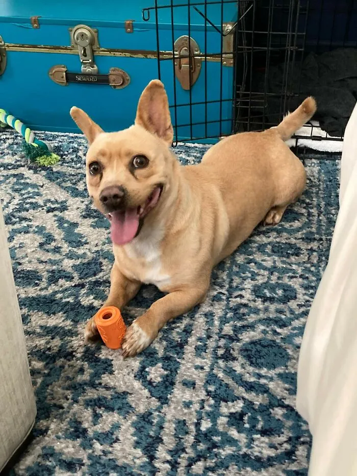 My GF Just Adopted A Dog. This Is His First Time Trying Peanut Butter...he Loves It