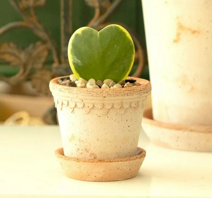 Heart-shaped succulent in a ceramic pot, a perfect Valentine's Day gift to express love and affection.