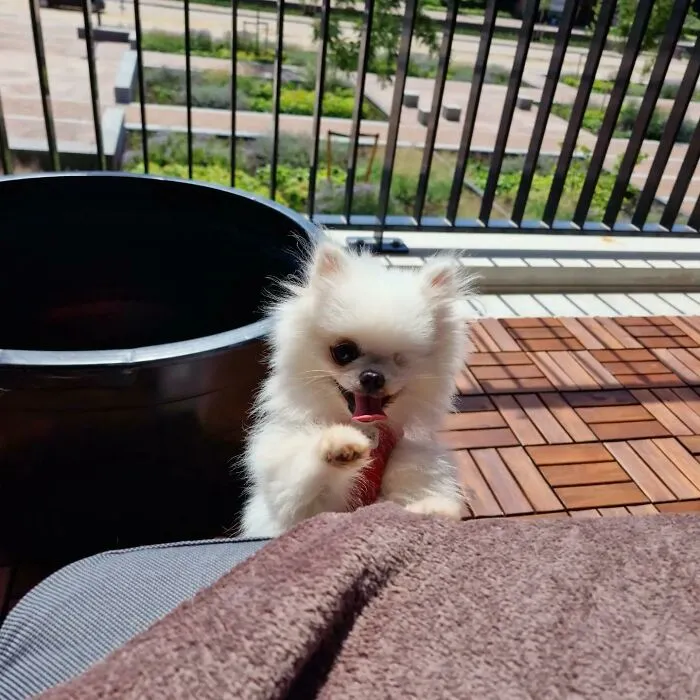 Shortly After We Adopted This Neglected Little Cutie She Became The Happiest Little Baby Ever