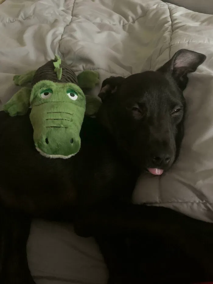 Getting Adopted Is Hard Work!