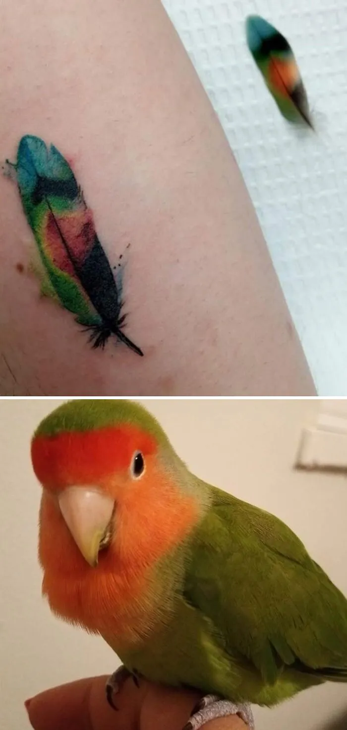 Pet tattoo of a colorful feather beside a similar actual feather; a green and orange bird perches below.