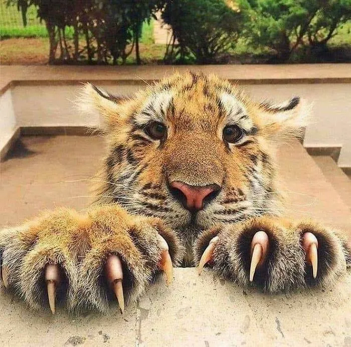 Kitty Just Wants Pets