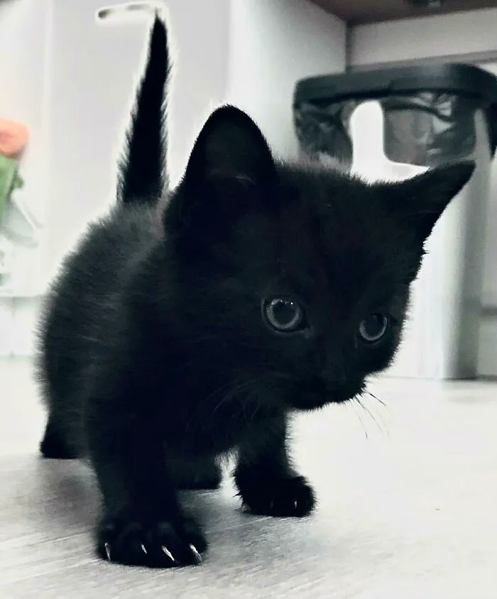 My Fierce Lil Voidlet!