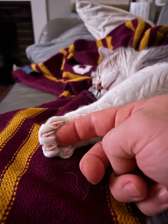 I Have Activated The Claw Trap