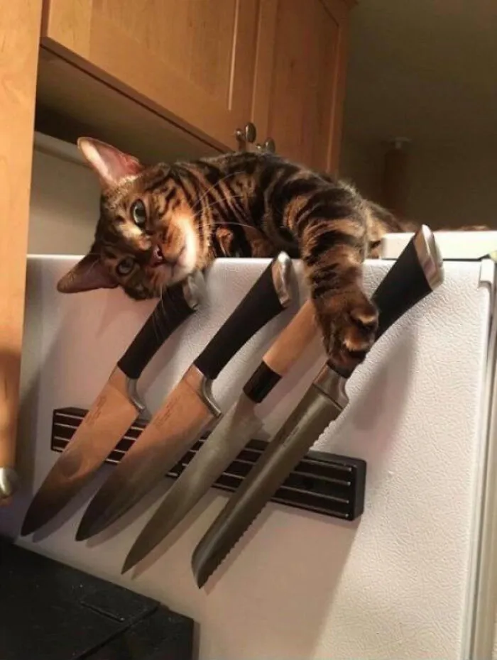Sometimes Claws Aren't Enough To Get The Message Across