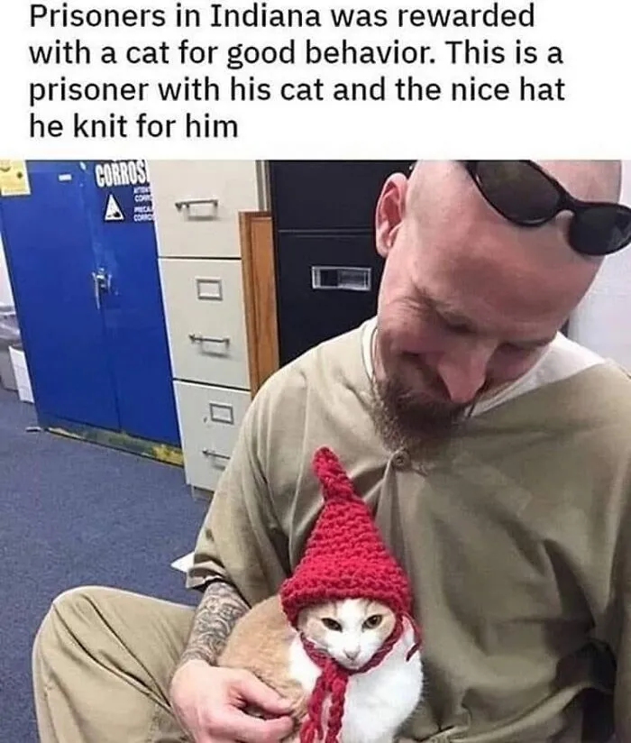 "Meow Incorporated": 50 Perfectly Accurate Memes That Capture What It’s Like Living With Cats