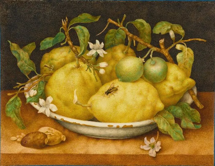 Still Life With Bowl Of Citrons By Giovanna Garzoni