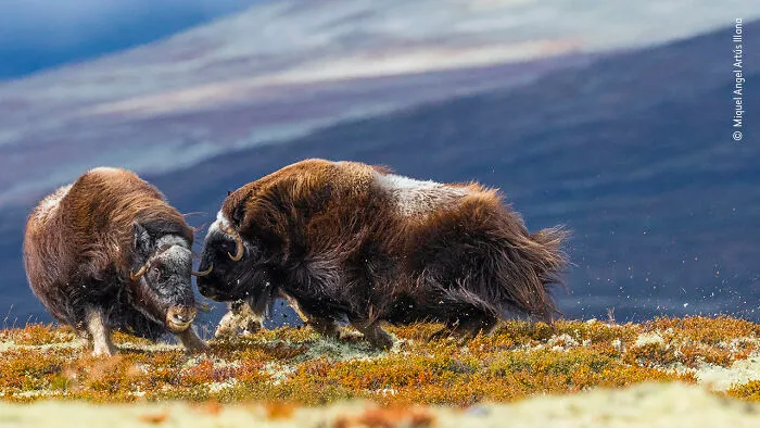 "Head To Head" By Miquel Angel Artús Illana
