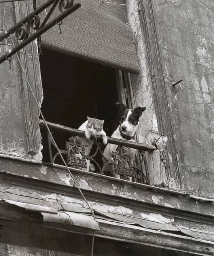 Echando un vistazo al drama del barrio entre 1950 y 1960 en Europa