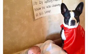40 Times Pets Did Something Naughty And Ended Up On This “Dog Shaming” Page