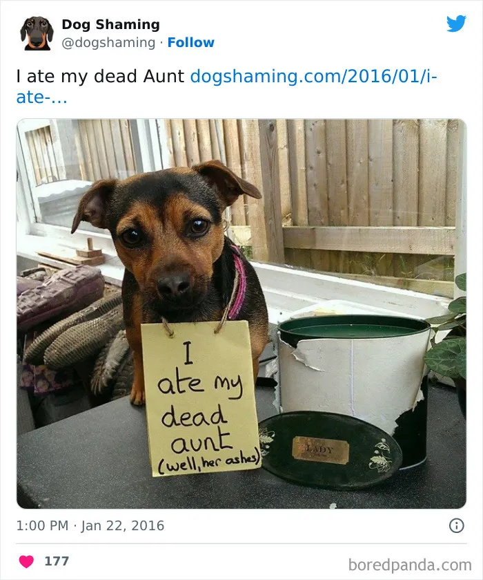 40 Times Pets Did Something Naughty And Ended Up On This “Dog Shaming” Page